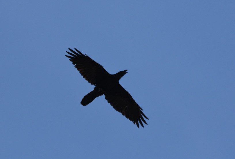 Common Raven - Jorge  Safara