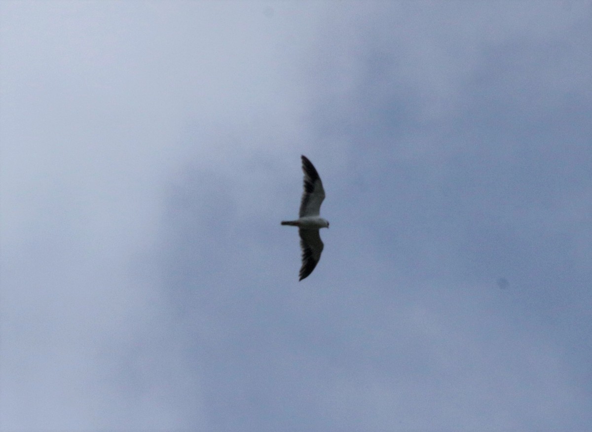 Black-winged Kite - ML41955561