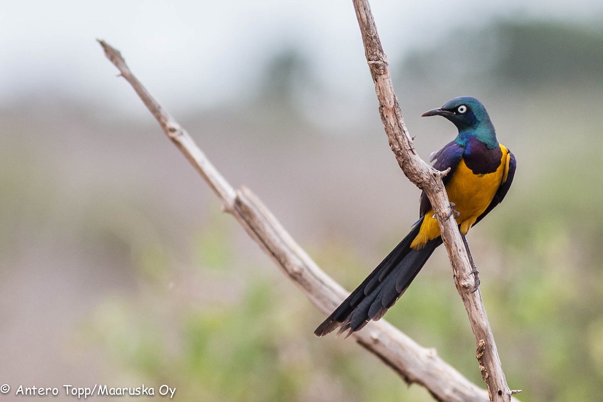Golden-breasted Starling - Antero Topp