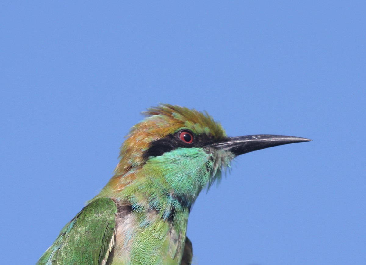 Asian Green Bee-eater - James (Jim) Holmes