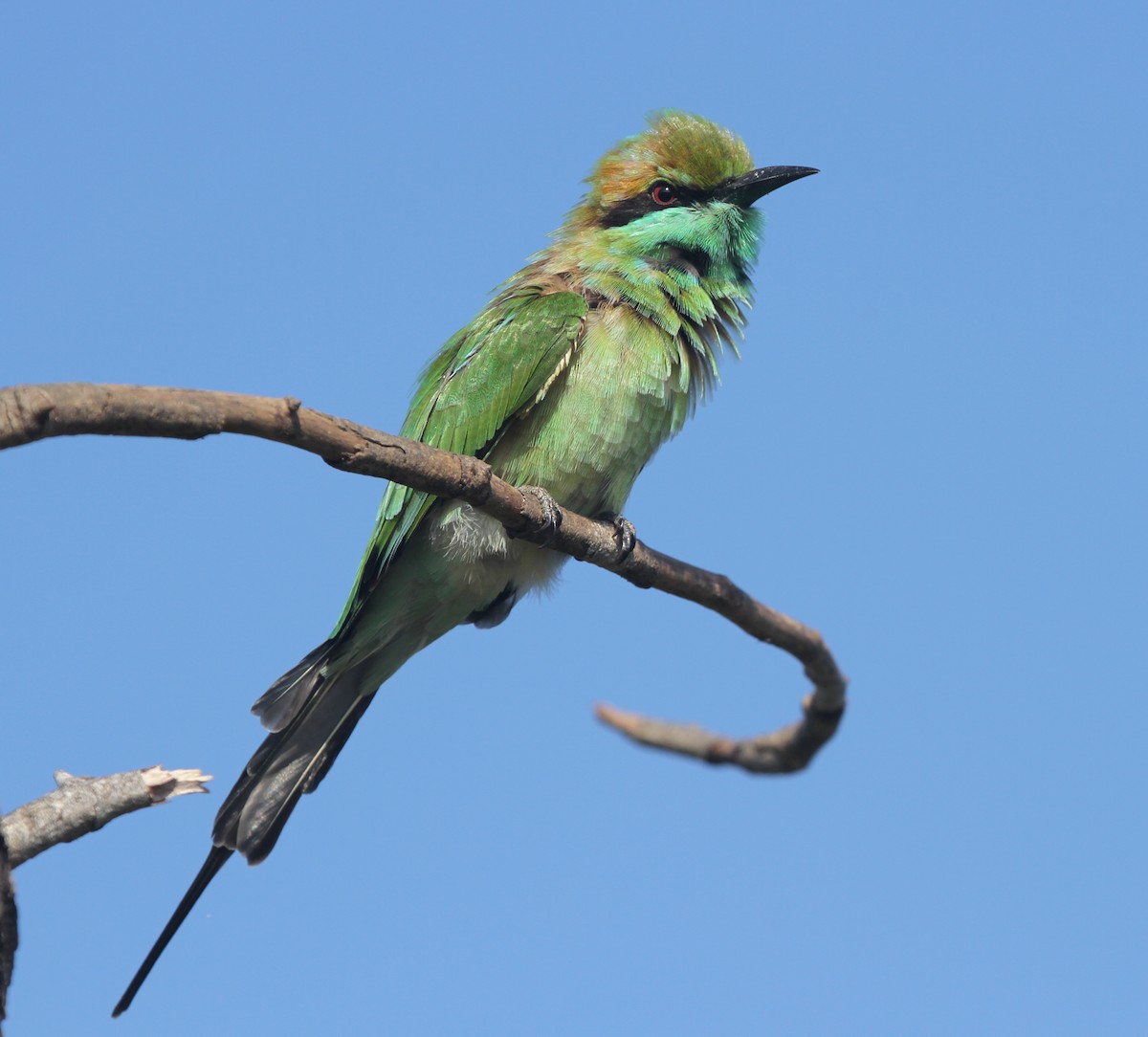 Asian Green Bee-eater - ML41956001