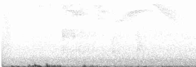 White-bellied Antbird - ML419560961