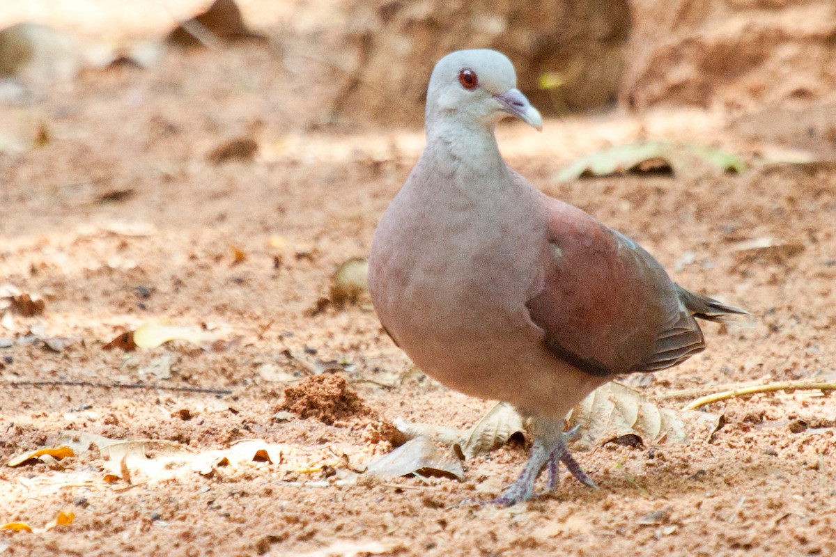 Malagasy Turtle-Dove - ML419561081