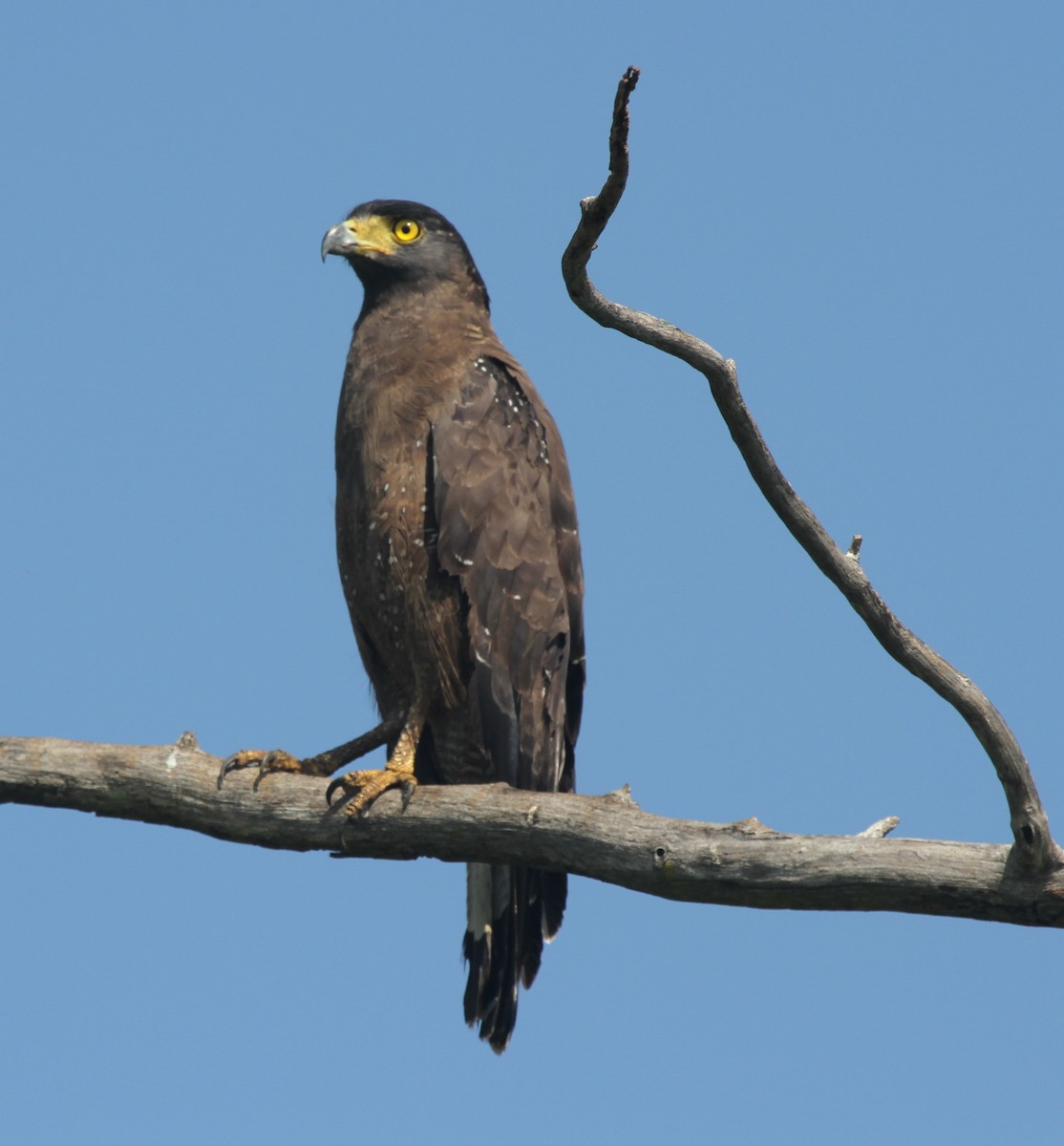 Crested Serpent-Eagle - ML41956671