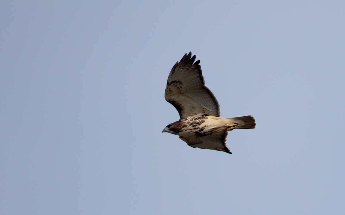 Red-tailed Hawk - ML41956681