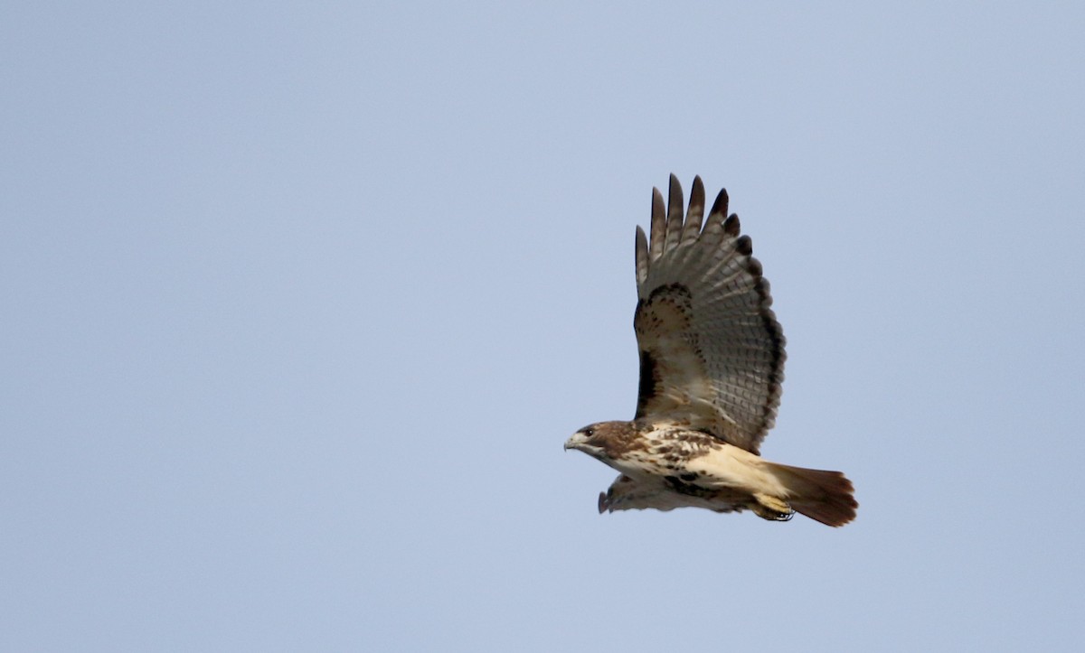 Red-tailed Hawk - ML41956691