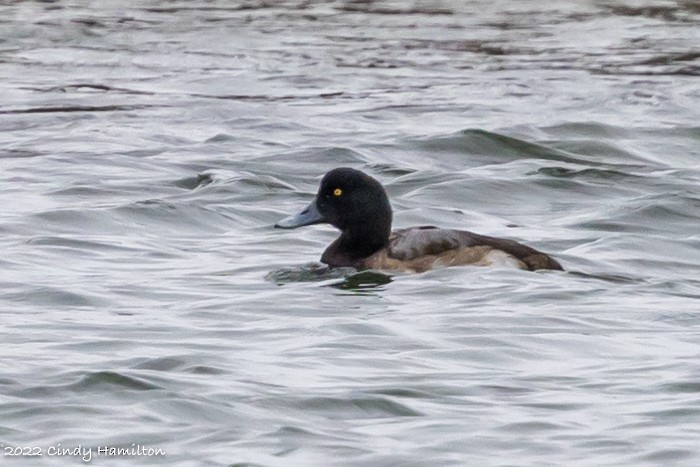Greater Scaup - ML419576291