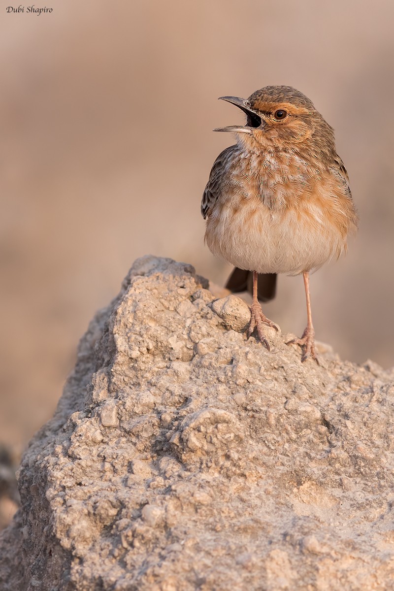Pink-breasted Lark - ML419576461