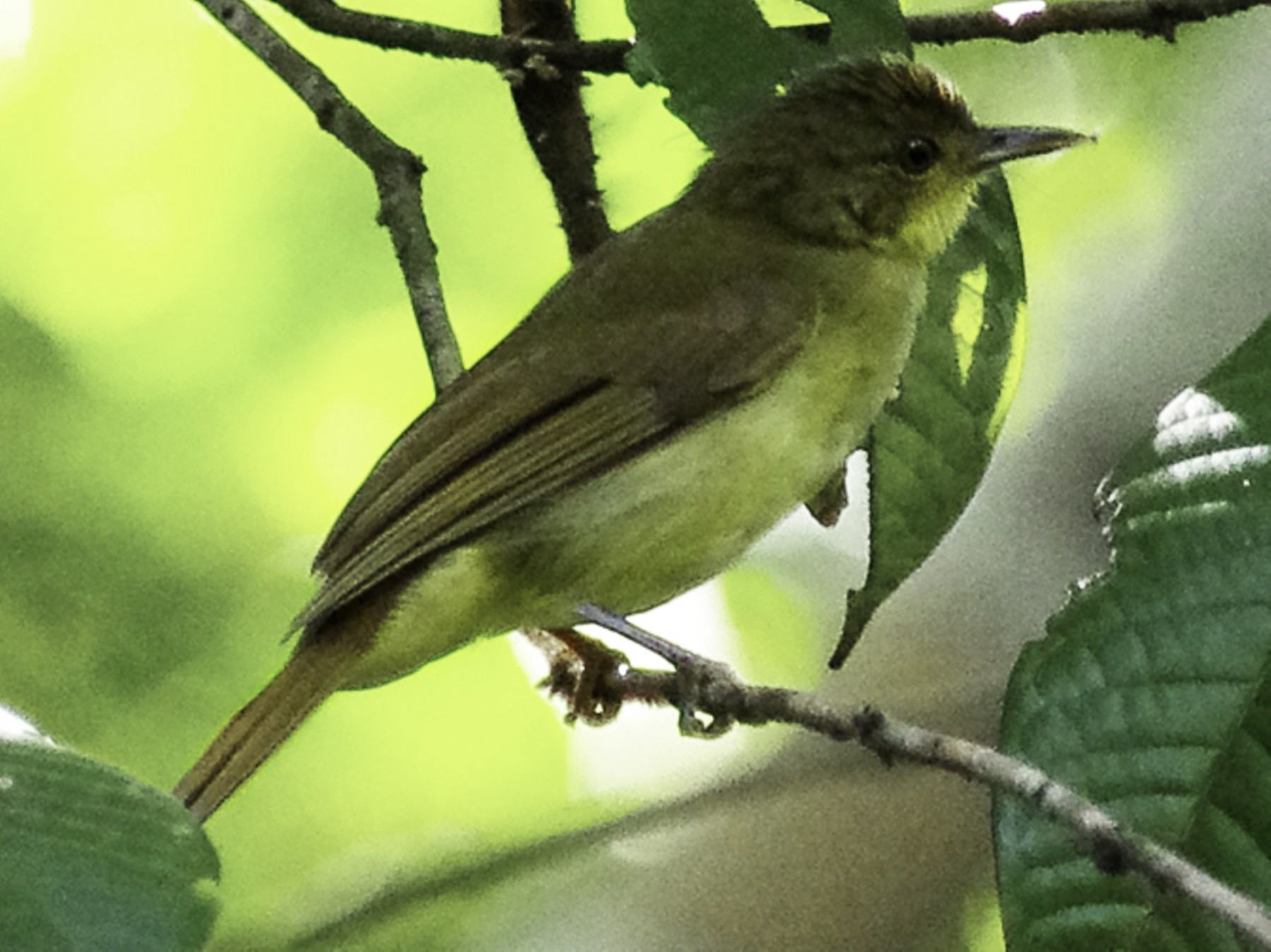 Icterine Greenbul - eBird