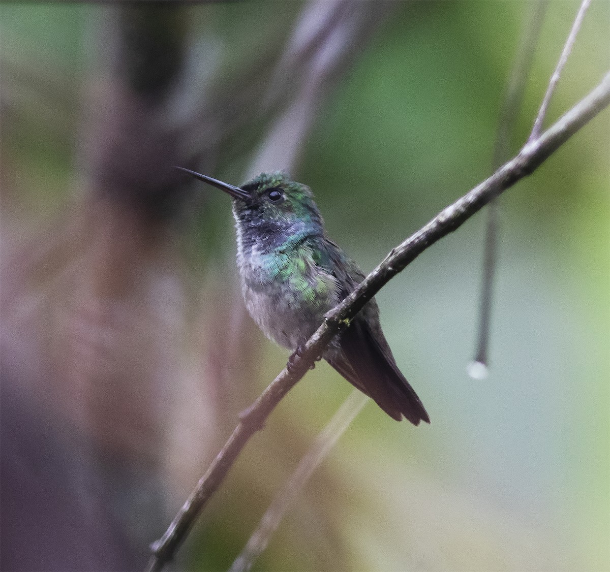 Blue-chested Hummingbird - ML419579591