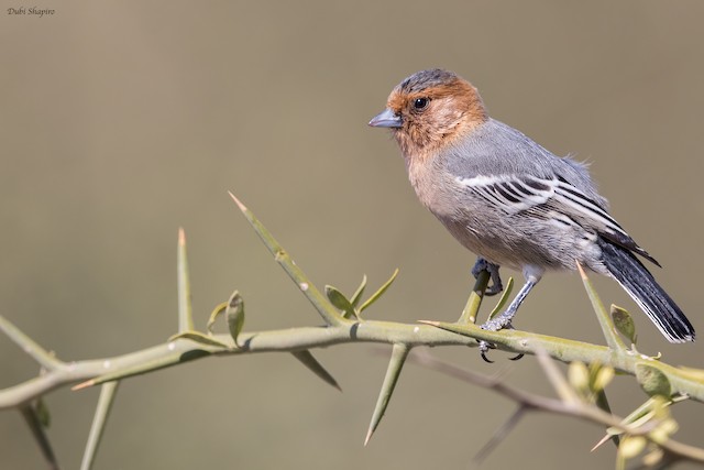 Red-throated Tit eBird