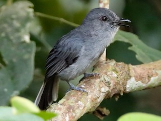  - Gray-throated Tit-Flycatcher
