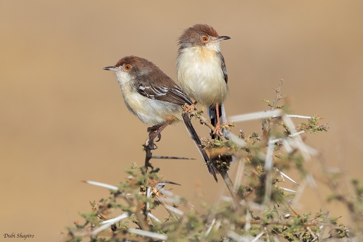 Red-fronted Prinia - ML419583261