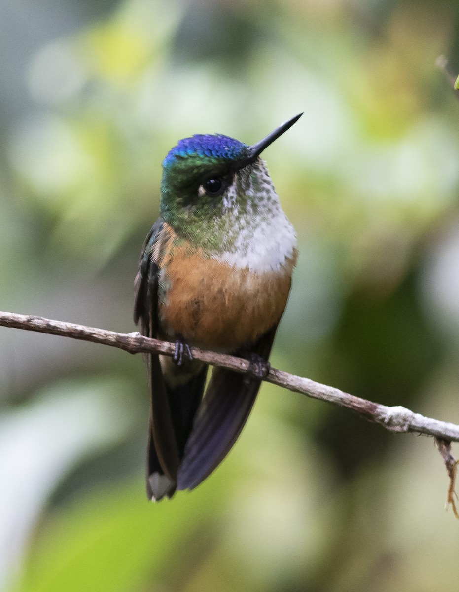 Violet-tailed Sylph - ML419584121