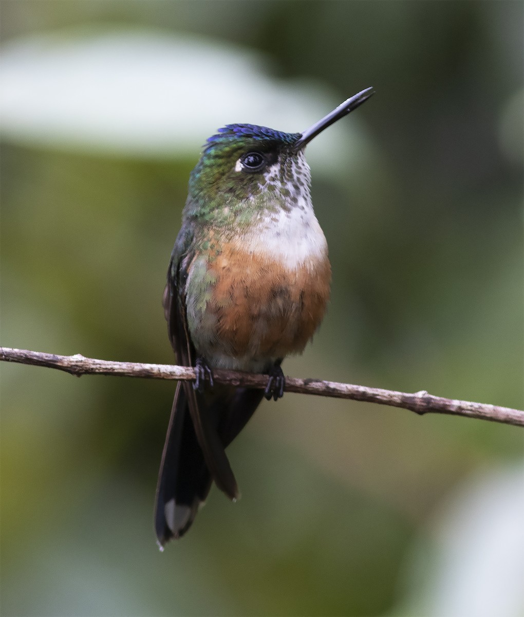 Violet-tailed Sylph - ML419584131