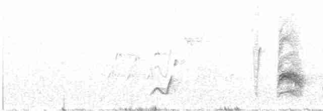 Curve-billed Thrasher (palmeri Group) - ML419586411