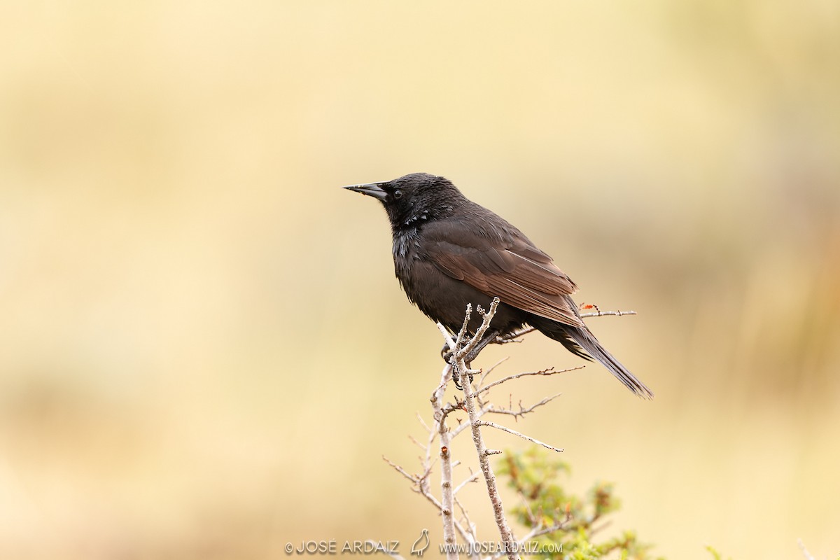 Austral Blackbird - José Ardaiz Ganuza