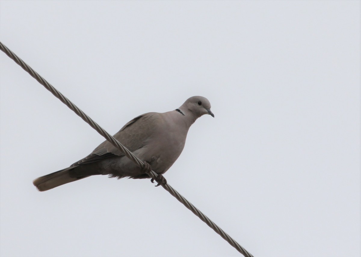Eurasian Collared-Dove - ML41959371