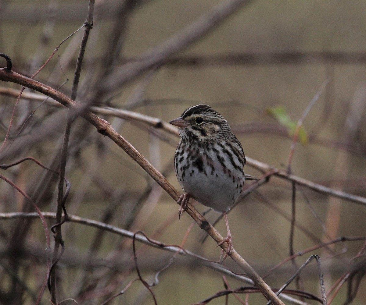 Savannah Sparrow - ML41959641
