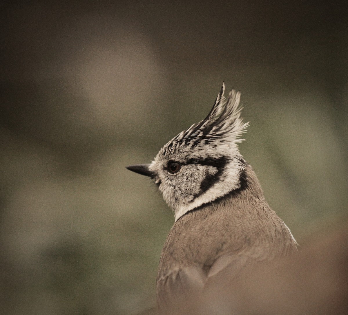 Crested Tit - ML419597001