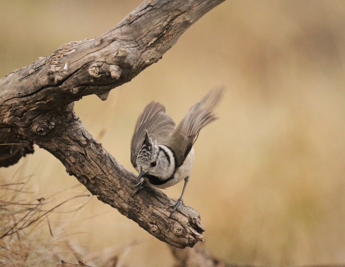 Crested Tit - ML419597111