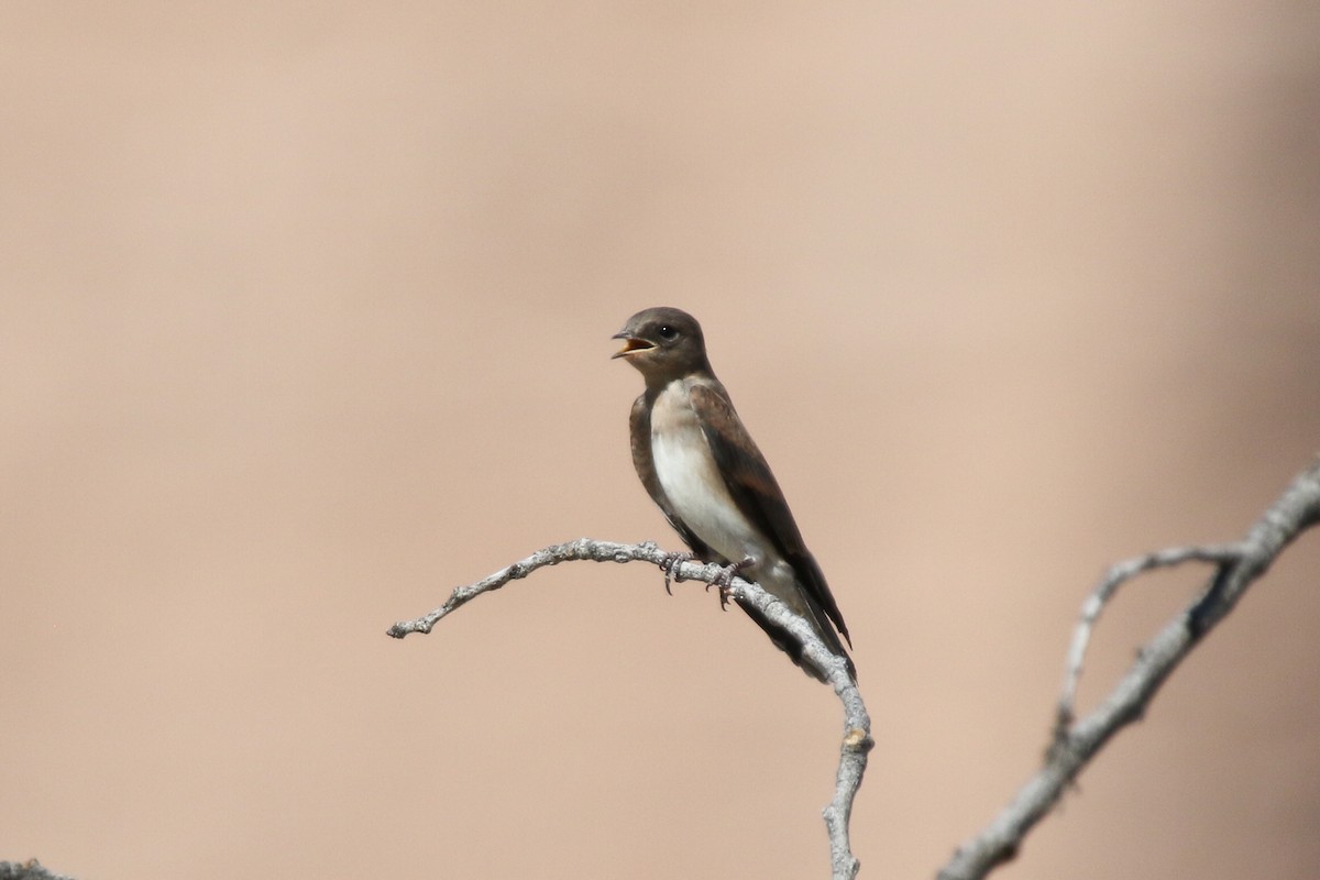 Northern Rough-winged Swallow - Evan Buck