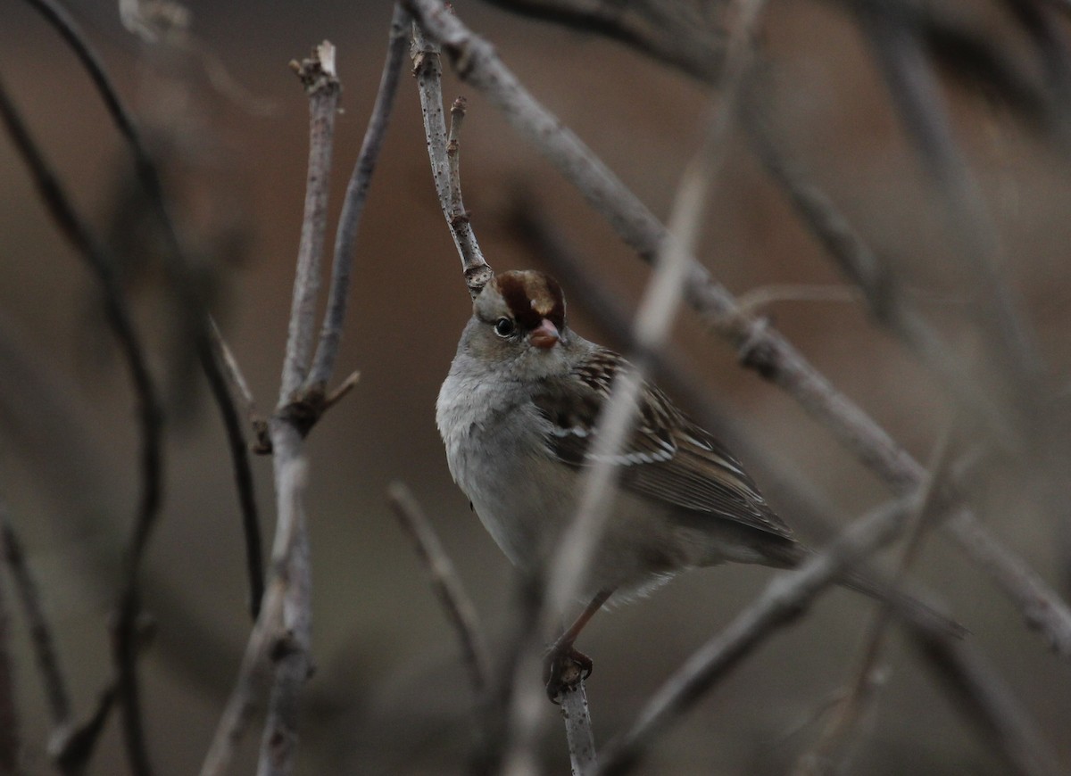 White-crowned Sparrow - ML41960271