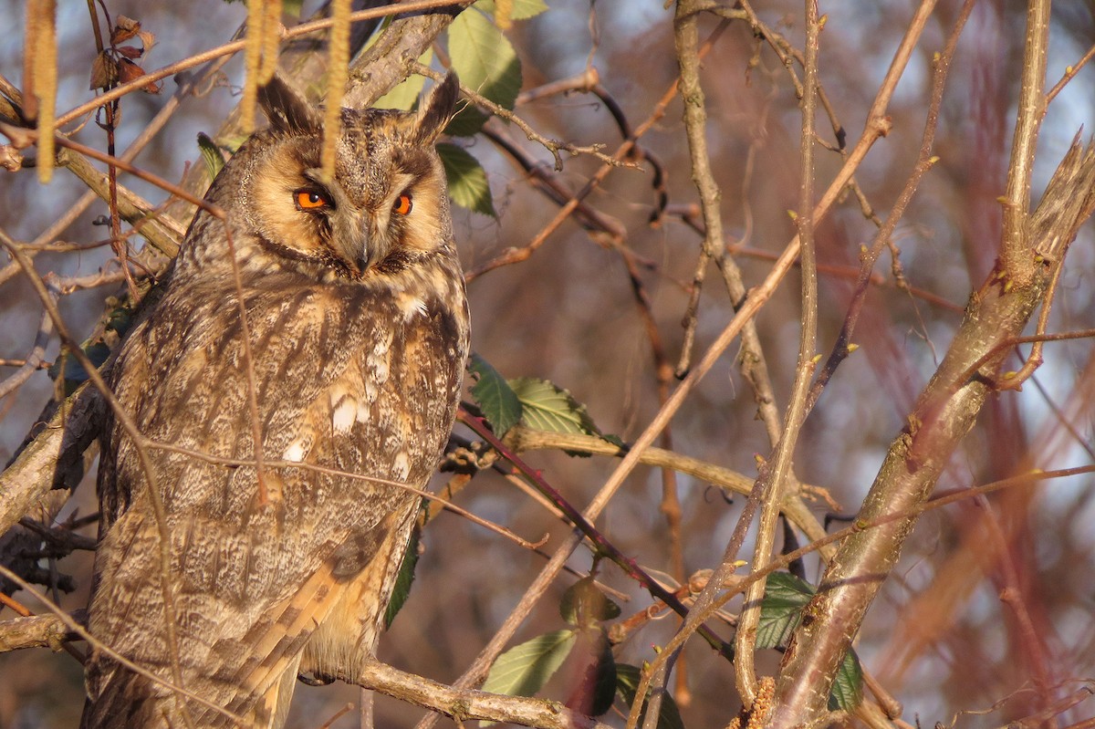 Long-eared Owl - ML419605741