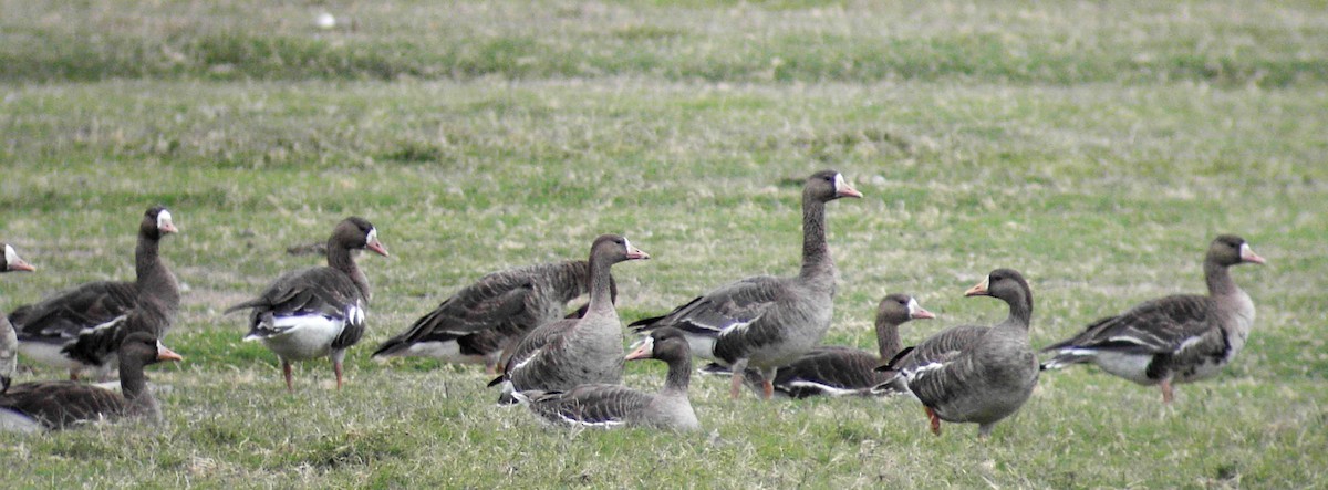Greater White-fronted Goose - ML41960991