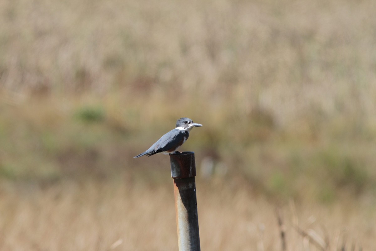 Belted Kingfisher - ML41961391