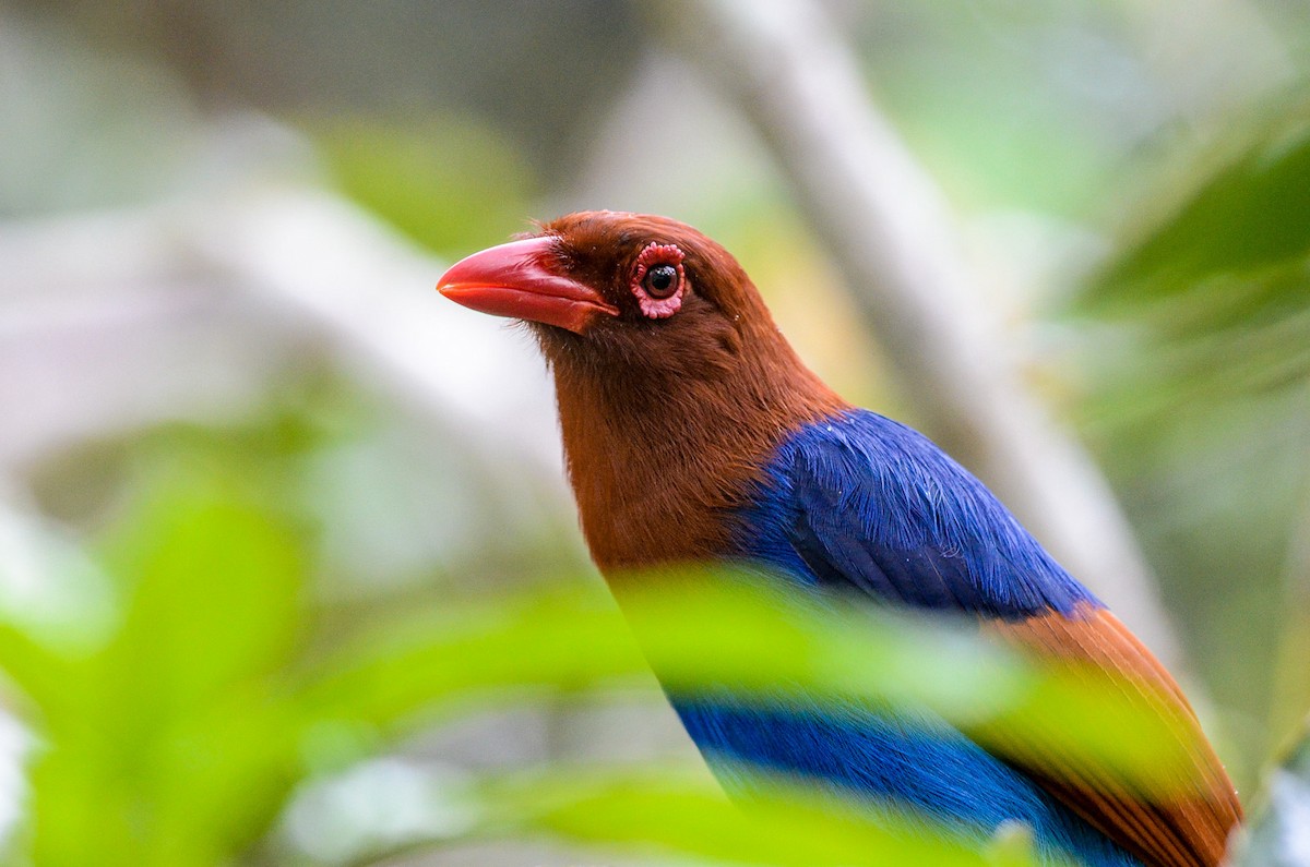 Sri Lanka Blue-Magpie - Nikolaj Mølgaard Thomsen