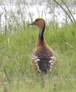 Fulvous Whistling-Duck, ML41961541