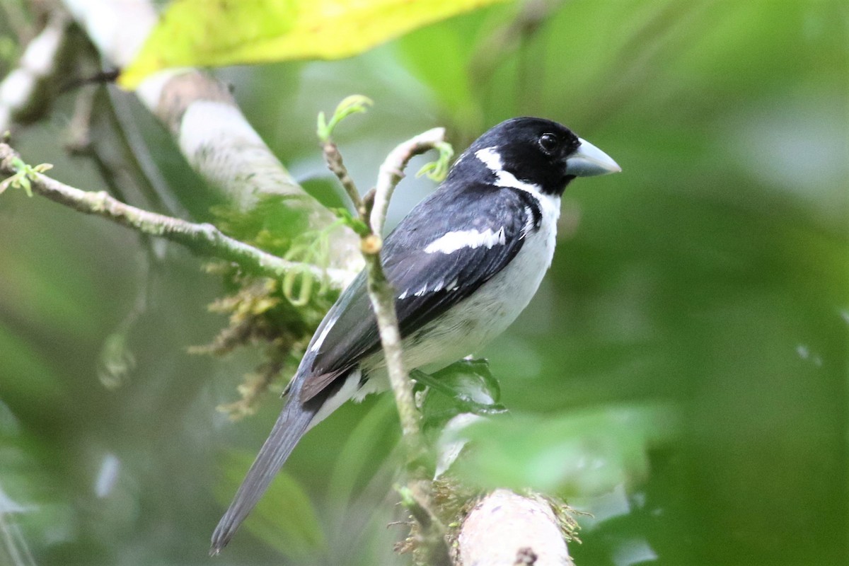 White-naped Seedeater - ML419621041