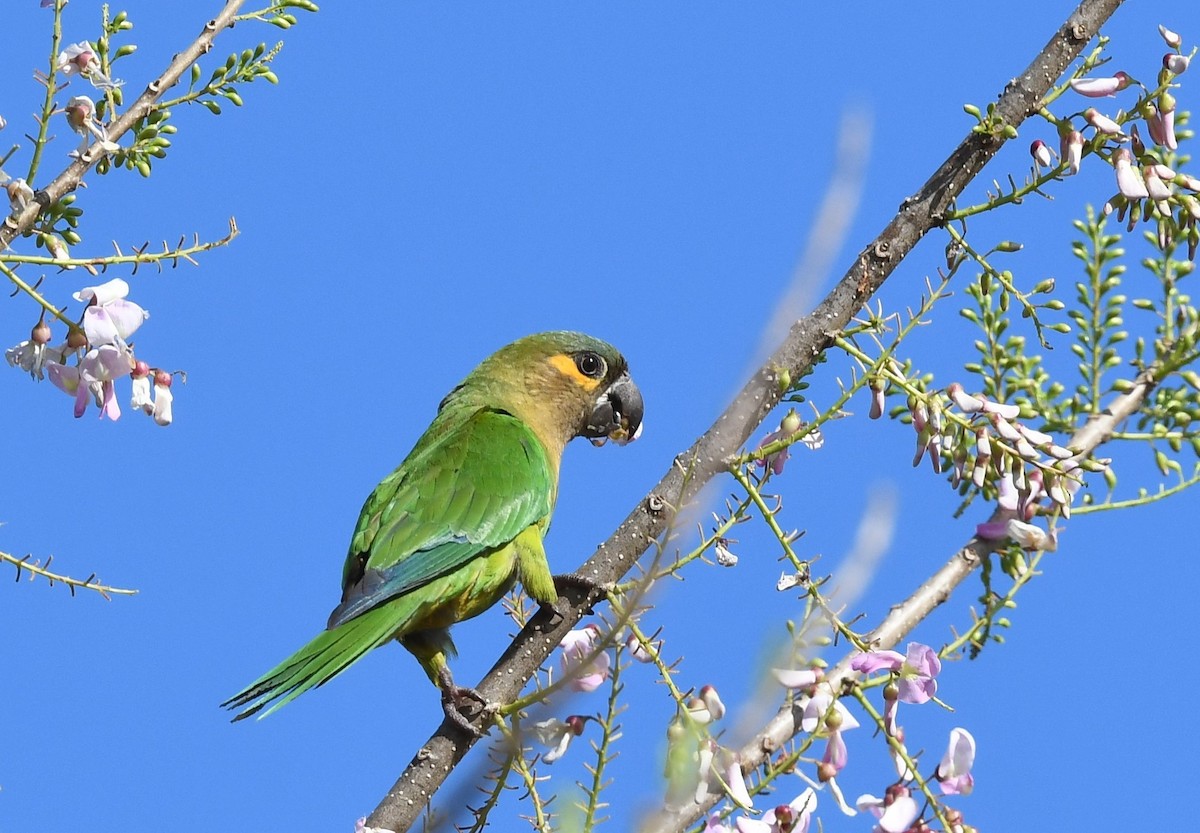 Brown-throated Parakeet (Veraguas) - ML419622981