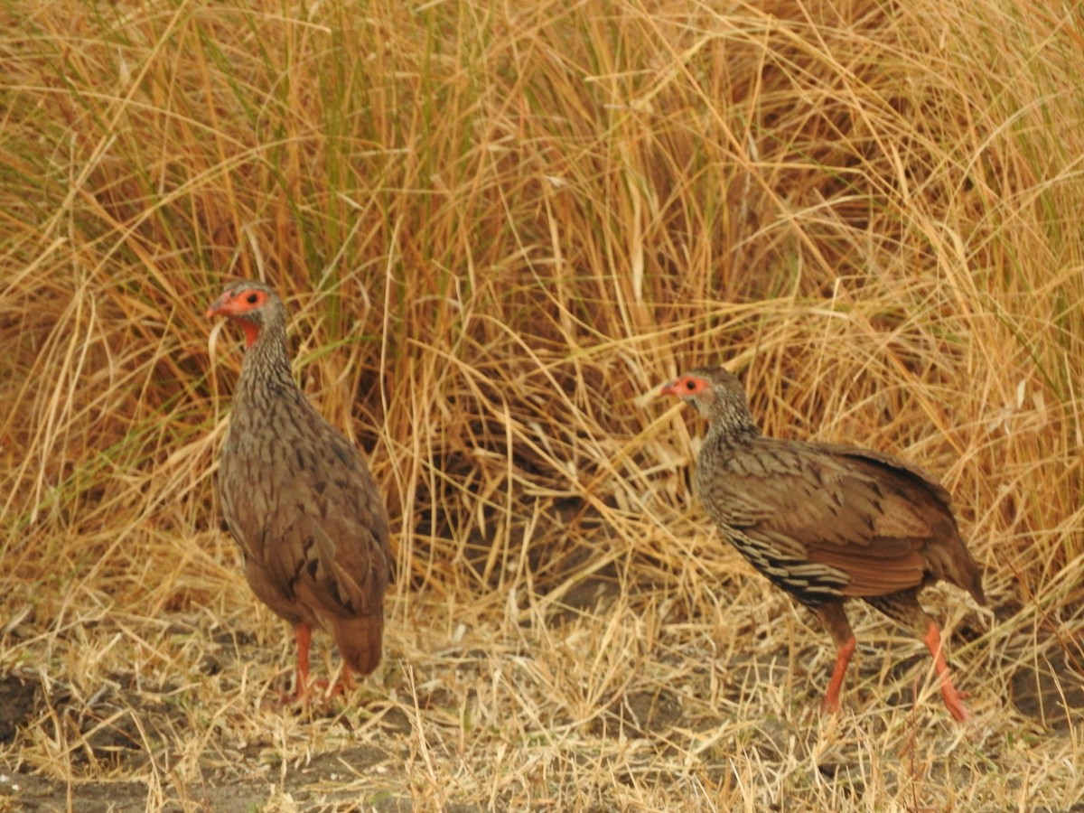 Red-necked Spurfowl - River Ahlquist