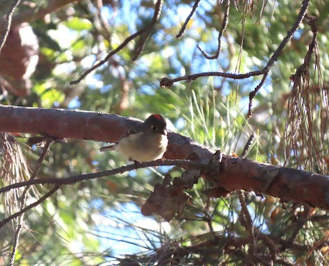 Ruby-crowned Kinglet - Lena Hayashi