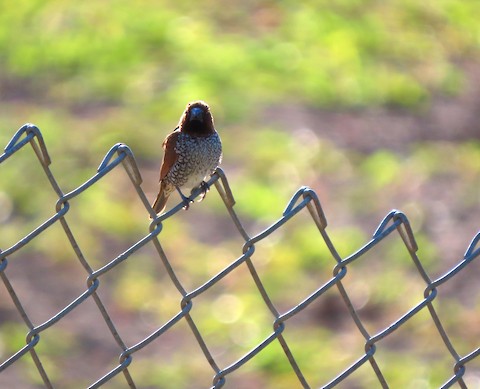 Scaly-breasted Munia - Lena Hayashi