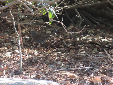 Fox Sparrow (Sooty) - Lena Hayashi