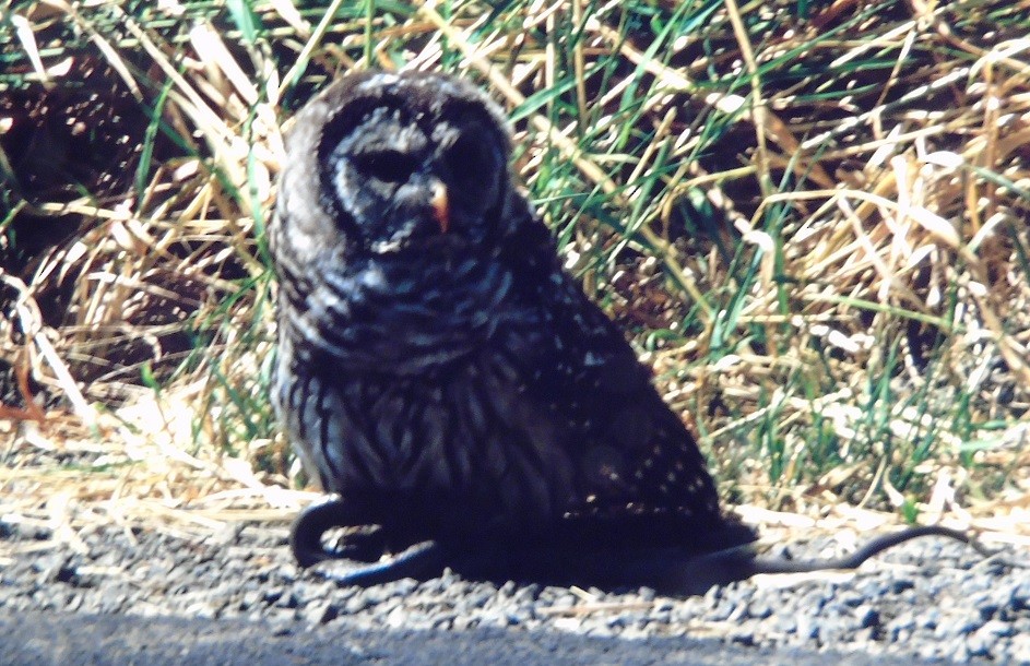 Barred Owl - ML419631431