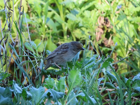 Golden-crowned Sparrow - Lena Hayashi
