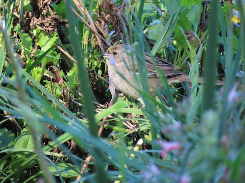 Golden-crowned Sparrow - Lena Hayashi
