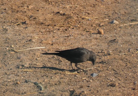 Brewer's Blackbird - Lena Hayashi