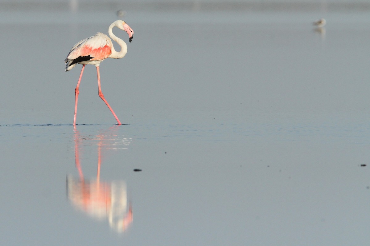 Greater Flamingo - ML41963261