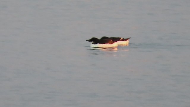 Thick-billed Murre - ML419640831