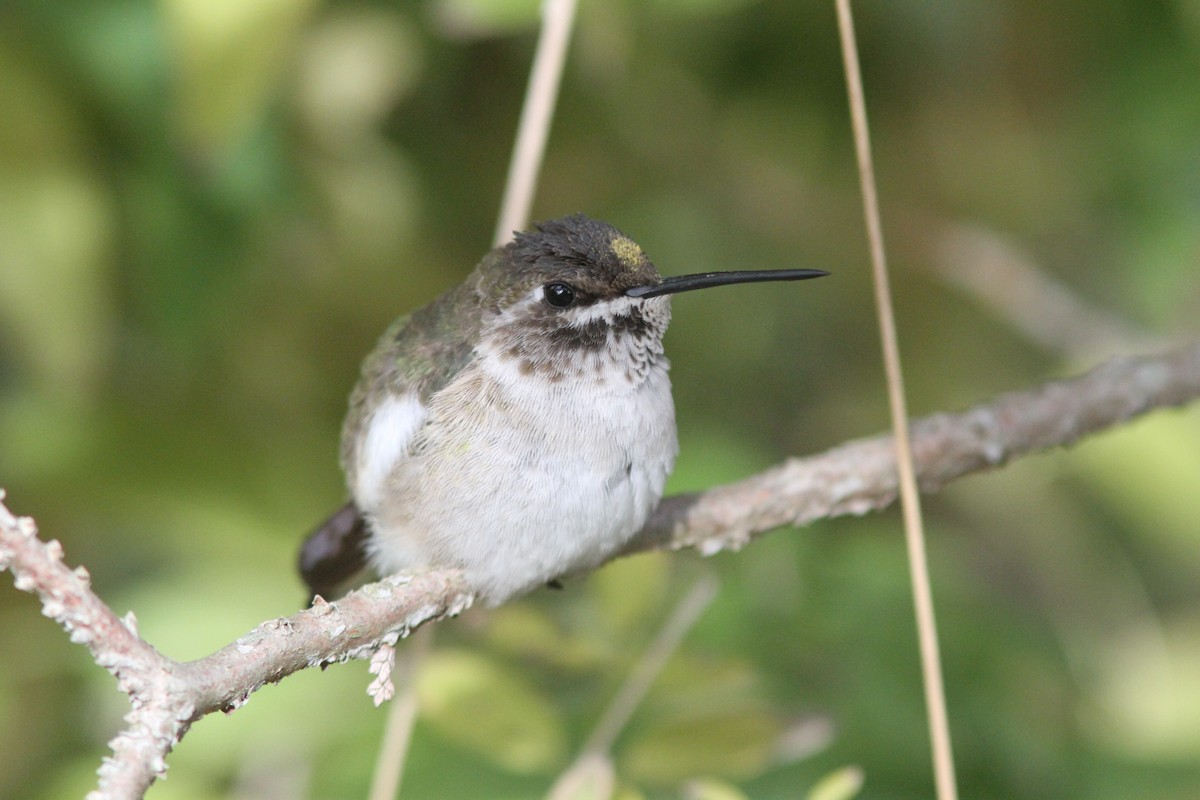 Black-chinned Hummingbird - ML41964611