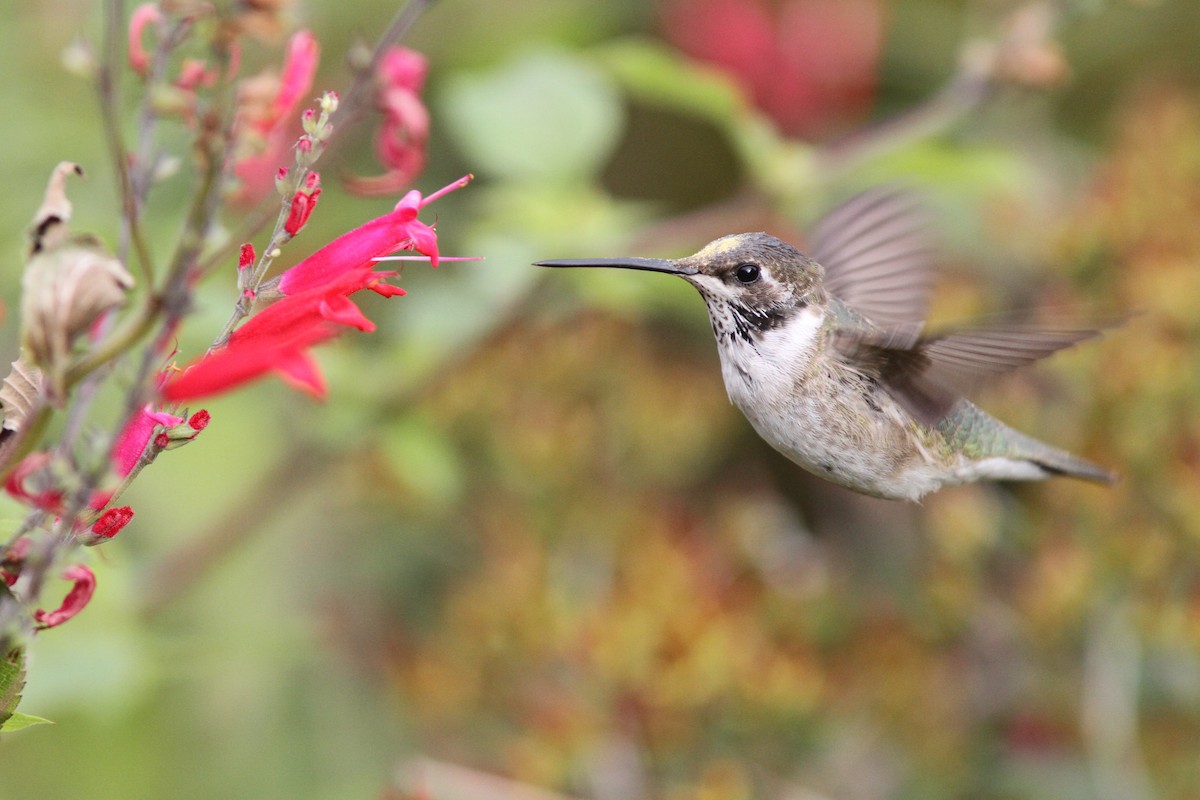 Black-chinned Hummingbird - Doug Hitchcox