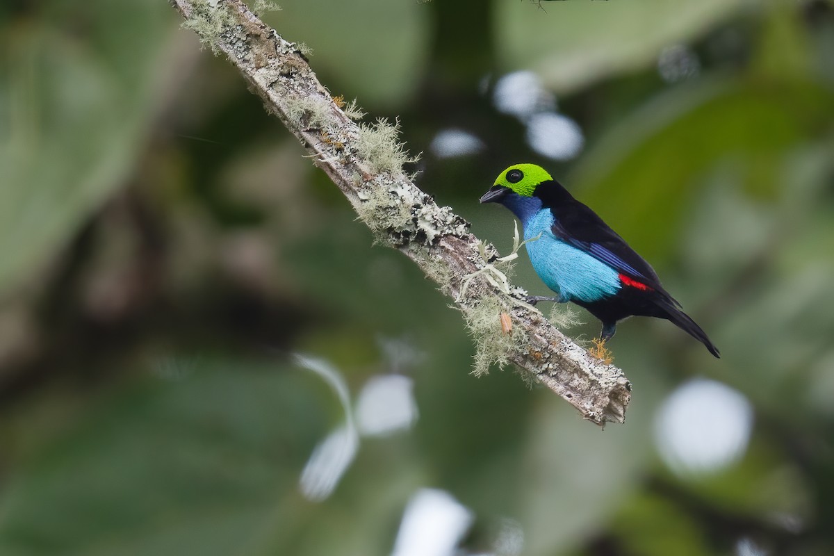 Paradise Tanager - ML419652771
