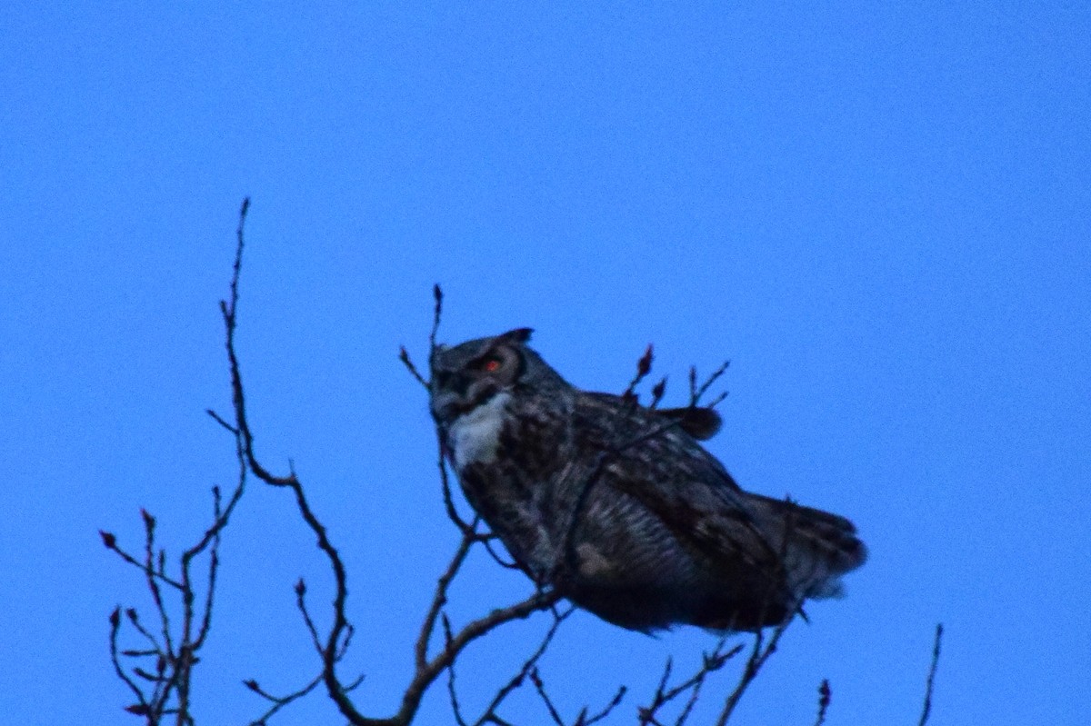 Great Horned Owl - ML419662811