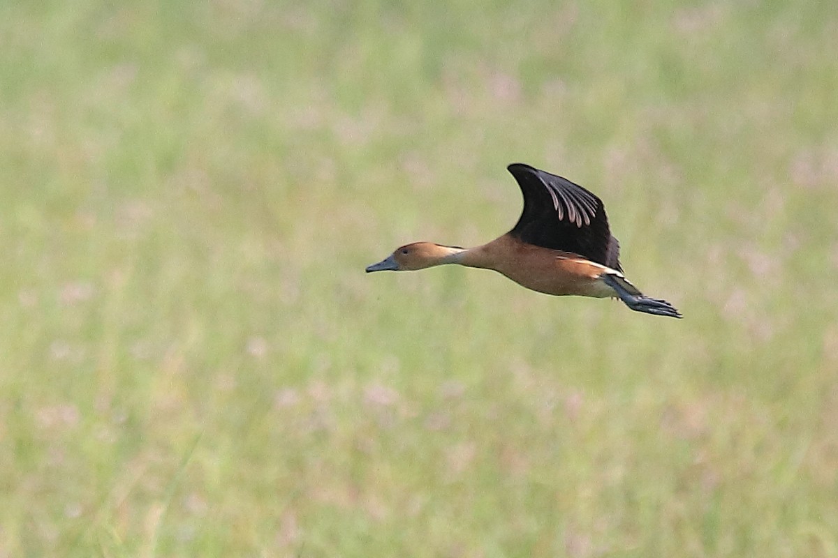 Fulvous Whistling-Duck - ML419664101