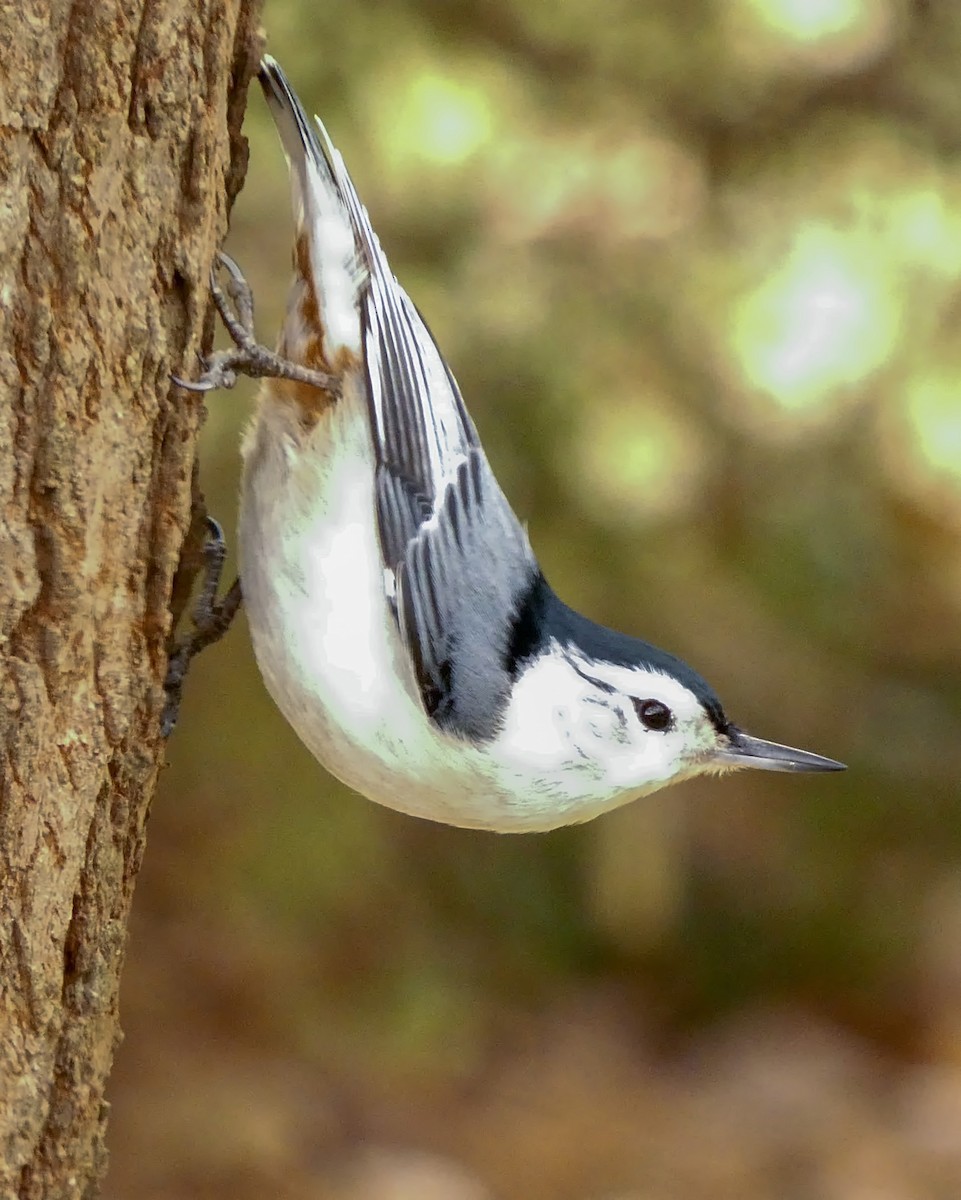 White-breasted Nuthatch - ML419670501